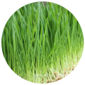 100% Pure Oat Grass Juice Powder